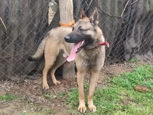 Német juhász - Mali , Mali -németjuhász  - kép 3