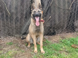 Német juhász - Mali , Mali -németjuhász  - kép 5