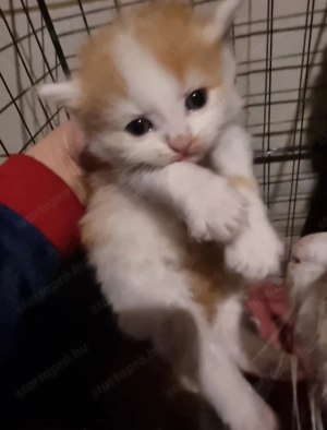 Perzsa és Manie Coon 2 -hetes macskák. - kép 2