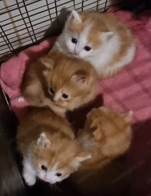 Perzsa és Manie Coon 2 -hetes macskák. - kép 3