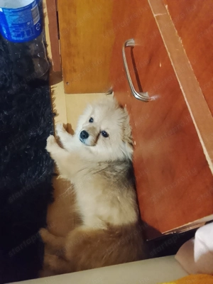 Törpe Spicc eladó  - kép 2