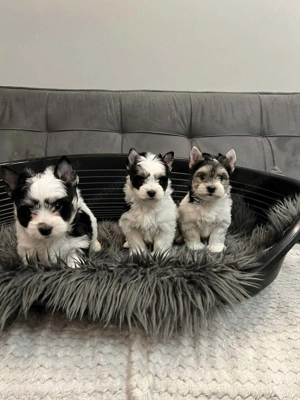 Yorkshire terrier kiskutyák - kép 2