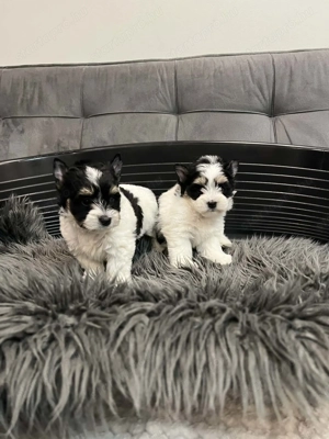 Yorki kis lány kiskutyák - kép 2