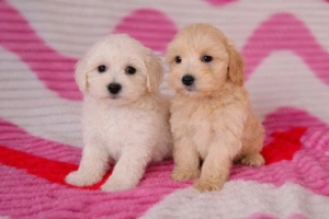 maltipoo toy uszkár - máltai selyem  mini is - kép 2