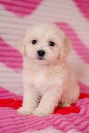 maltipoo toy uszkár - máltai selyem  mini is - kép 5