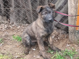 Holland juhász , német juhász  - kép 2