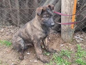 Holland juhász , német juhász  - kép 4