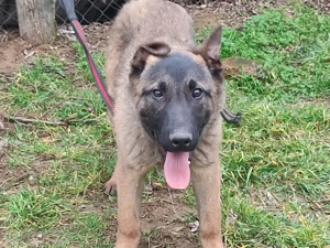 Malinois, Mali, belga juhász  - kép 2