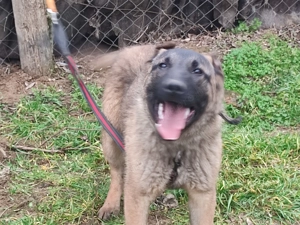 Malinois, Mali, belga juhász  - kép 3