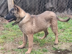 Malinois, Mali, belga juhász  - kép 5
