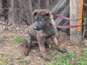 Holland juhász , német juhász  - kép 5