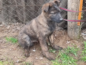 Holland juhász , német juhász  - kép 3