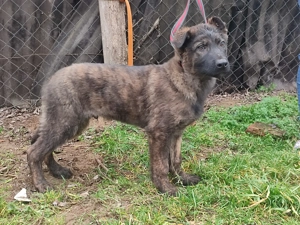 Holland juhász , német juhász  - kép 10