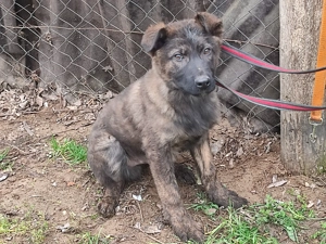 Holland juhász , német juhász  - kép 6