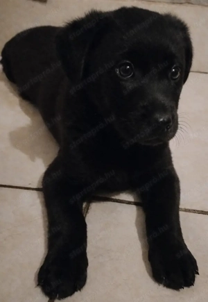 Eladó 8 hetes labrador kölyök kutyus 