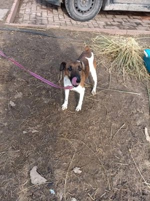 Ivartalanított, oltott, chipes foxi szuka - kép 10