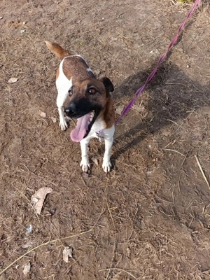 Ivartalanított, oltott, chipes foxi szuka - kép 4