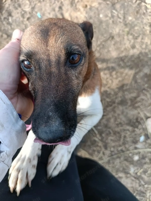 Ivartalanított, oltott, chipes foxi szuka - kép 13