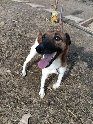 Ivartalanított, oltott, chipes foxi szuka - kép 8