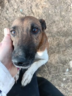 Ivartalanított, oltott, chipes foxi szuka - kép 12