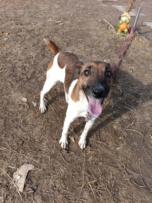 Ivartalanított, oltott, chipes foxi szuka - kép 3