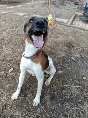 Ivartalanított, oltott, chipes foxi szuka - kép 9