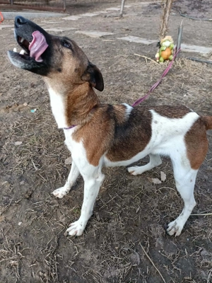 Ivartalanított, oltott, chipes foxi szuka - kép 6