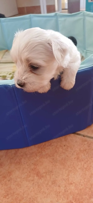 Fehér Bichon Havanese kiskutya - kép 2