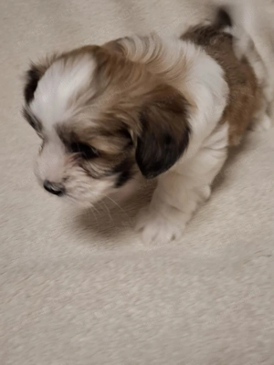 Havenese kiskutya költözne Valentin napra - kép 2