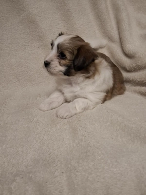 Havenese kiskutya költözne Valentin napra - kép 4