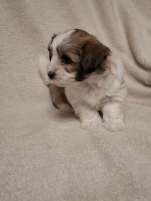 Havenese kiskutya költözne Valentin napra - kép 3