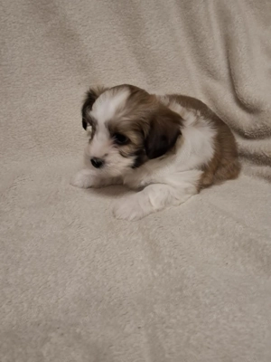 Havenese kiskutya költözne Valentin napra - kép 5