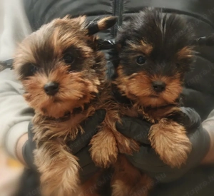 Yorki kiskutyák - kép 3