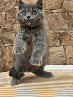 Brit rövidszőrű cicák eladók - kép 3