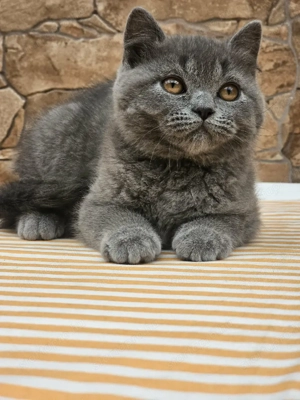 Brit rövidszőrű cicák eladók - kép 4