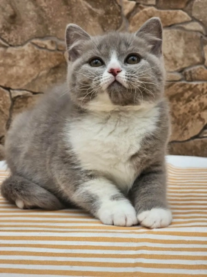 Brit rövidszőrű cicák eladók - kép 5