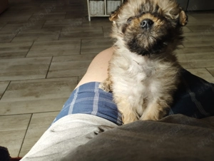 Bichon havanesek - kép 5