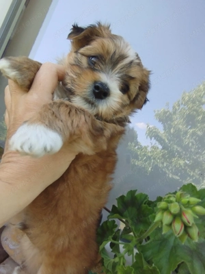 Bichon havanesek - kép 3