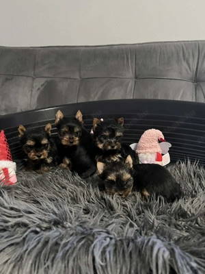 Yorkshire terrier kiskutyák - kép 2
