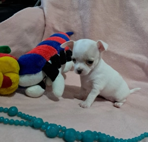 Tündéri csivava kisfiú - kép 2