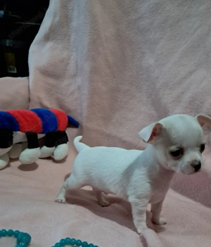 Tündéri csivava kisfiú - kép 3