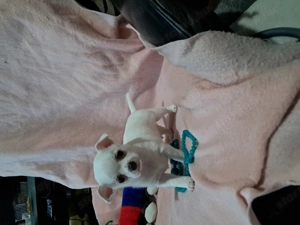 Tündéri csivava kisfiú - kép 4