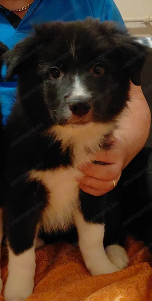 Border Collie kiskutya - kép 2