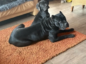 cane corso kislany - kép 3
