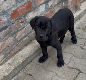 cane corso kislany - kép 2