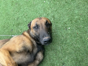 Amerikai import belga juhászkutya kannal fedeztetést vállalok - kép 3