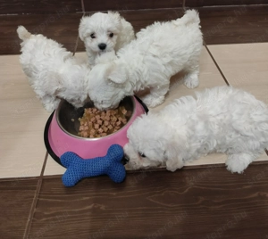 Eladó máltai selyemkutya  - kép 4