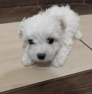 Eladó máltai selyemkutya  - kép 3