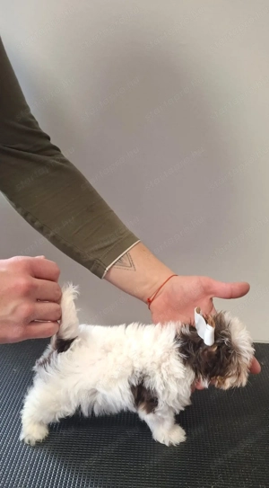 Eladó Biewer Yorki fiúk - kép 2