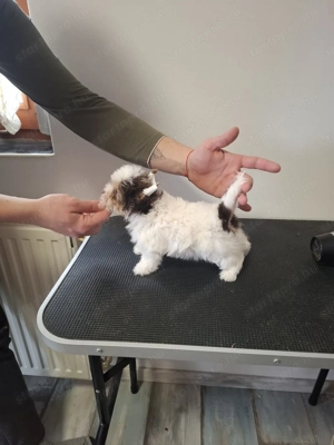 Eladó Biewer Yorki fiúk - kép 3